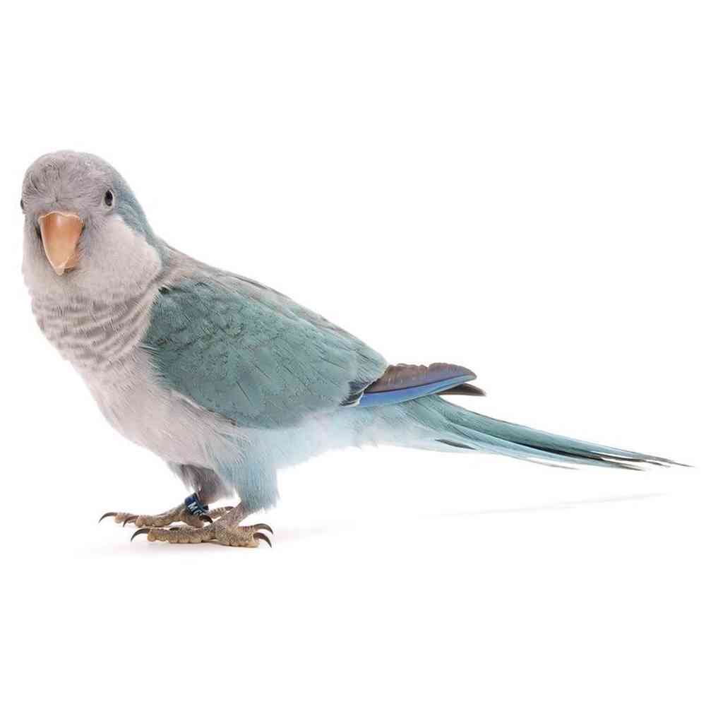 Quaker Parrot image