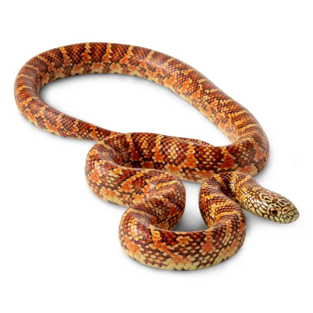 King Snake image