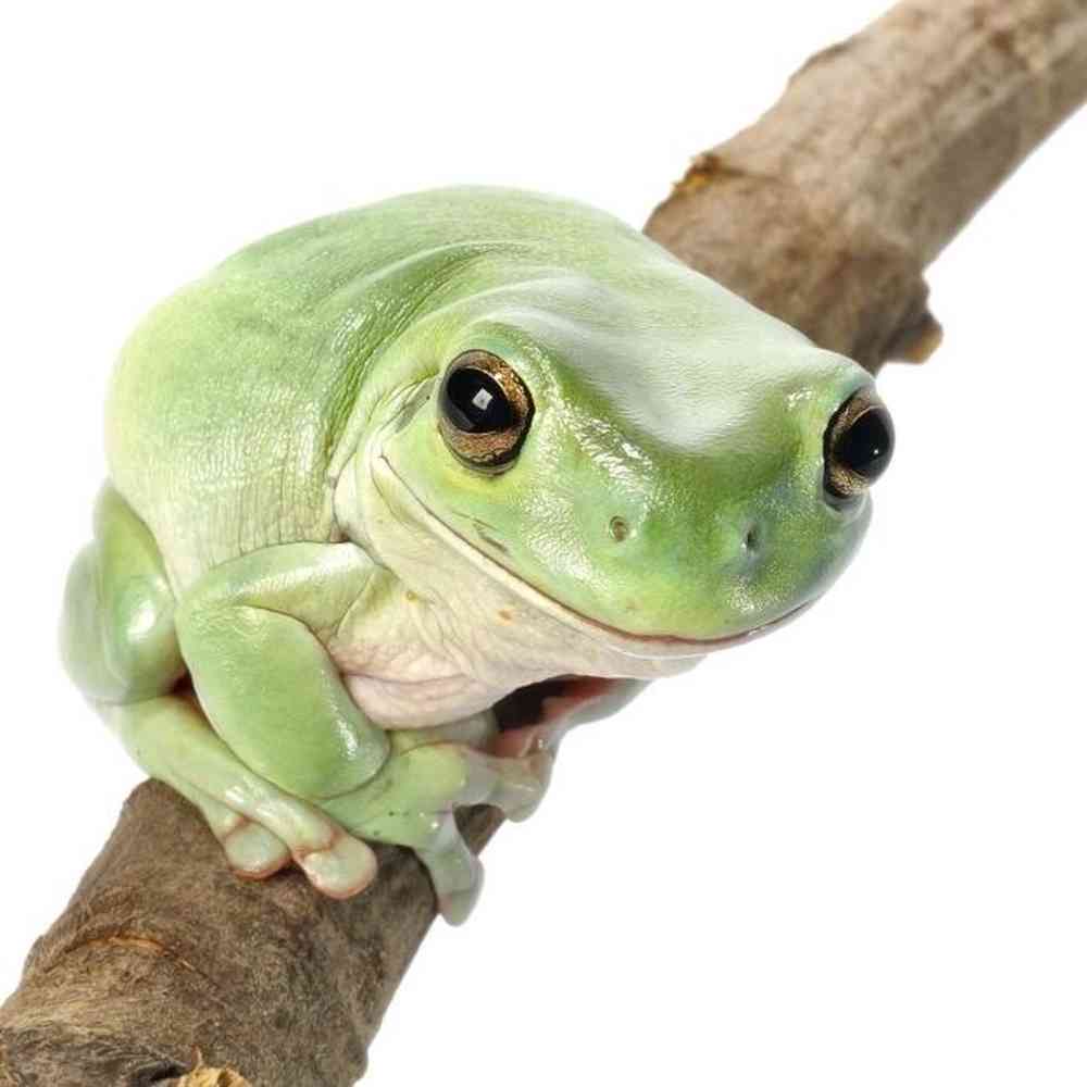 Green Tree Frog image