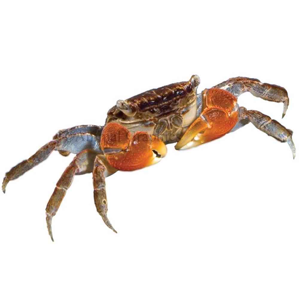 Red Crab image