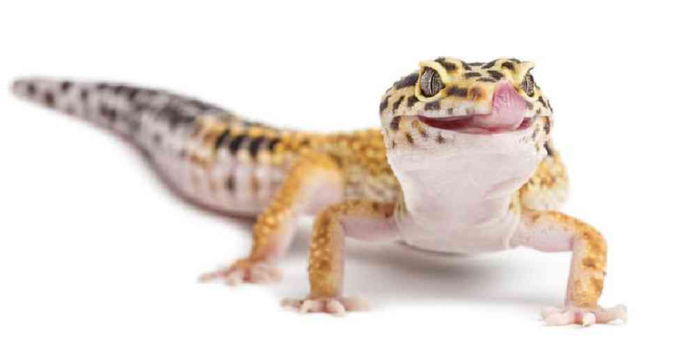 Leopard Gecko image