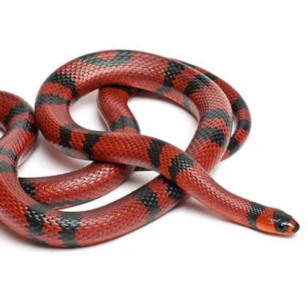 Nelson's Milk Snake image