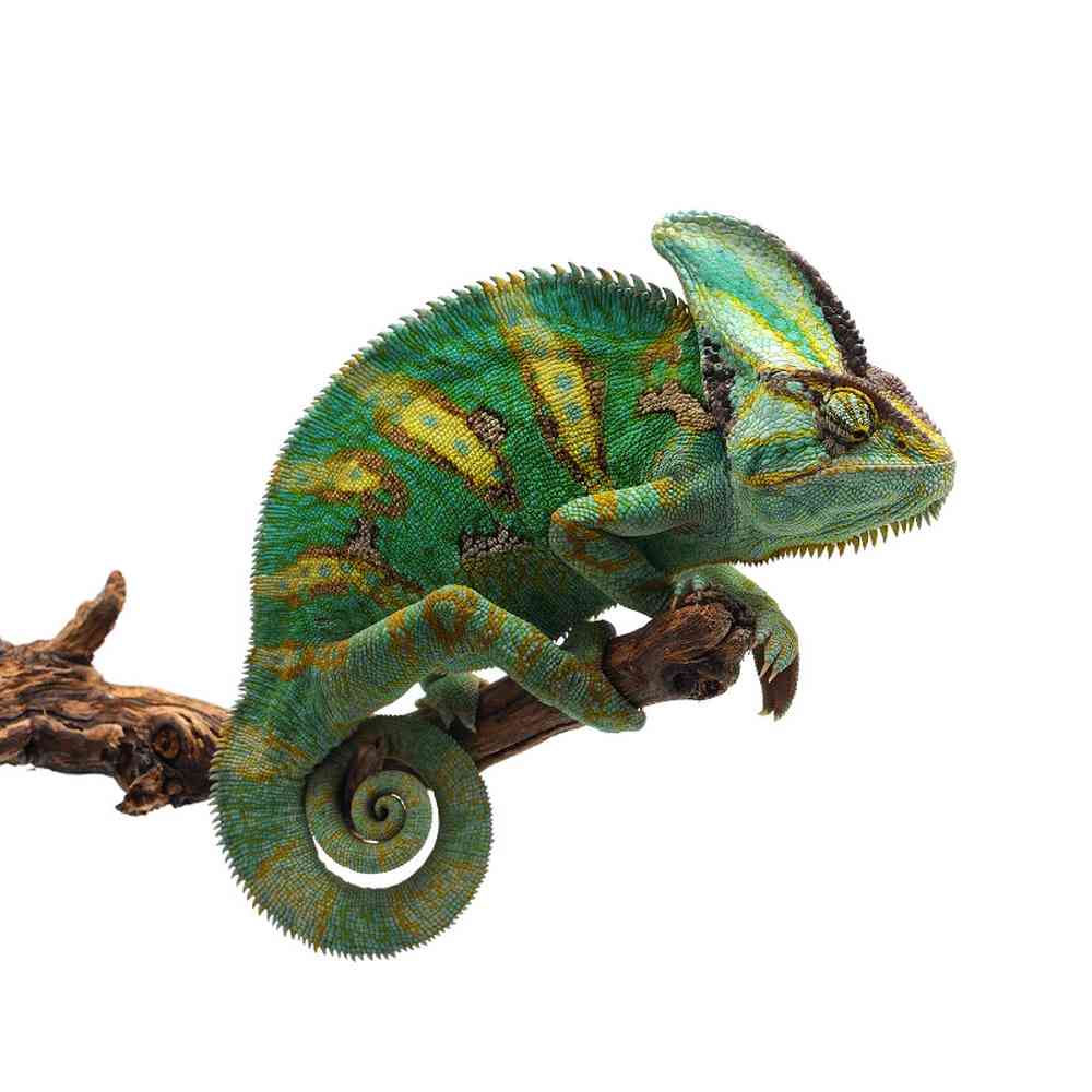 Veiled Chameleon image