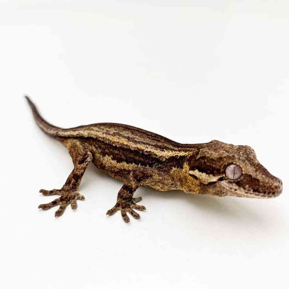 Gargoyle Gecko image