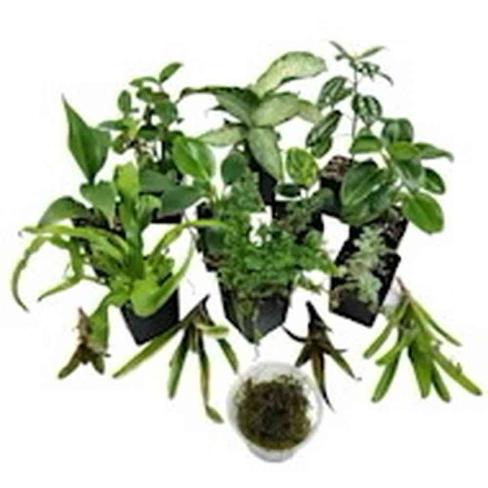 Live Reptile Plants image