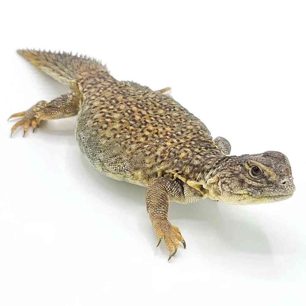 Uromastyx image