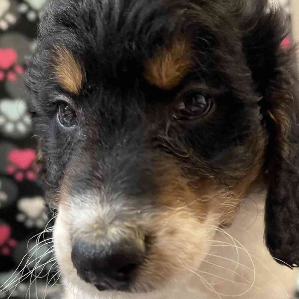 Mini Bernedoodle image