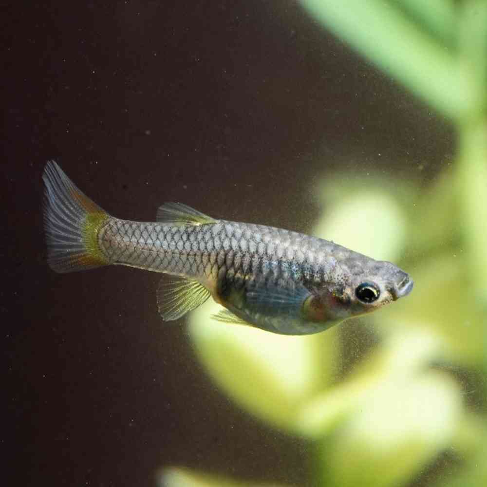 12 Guppies image