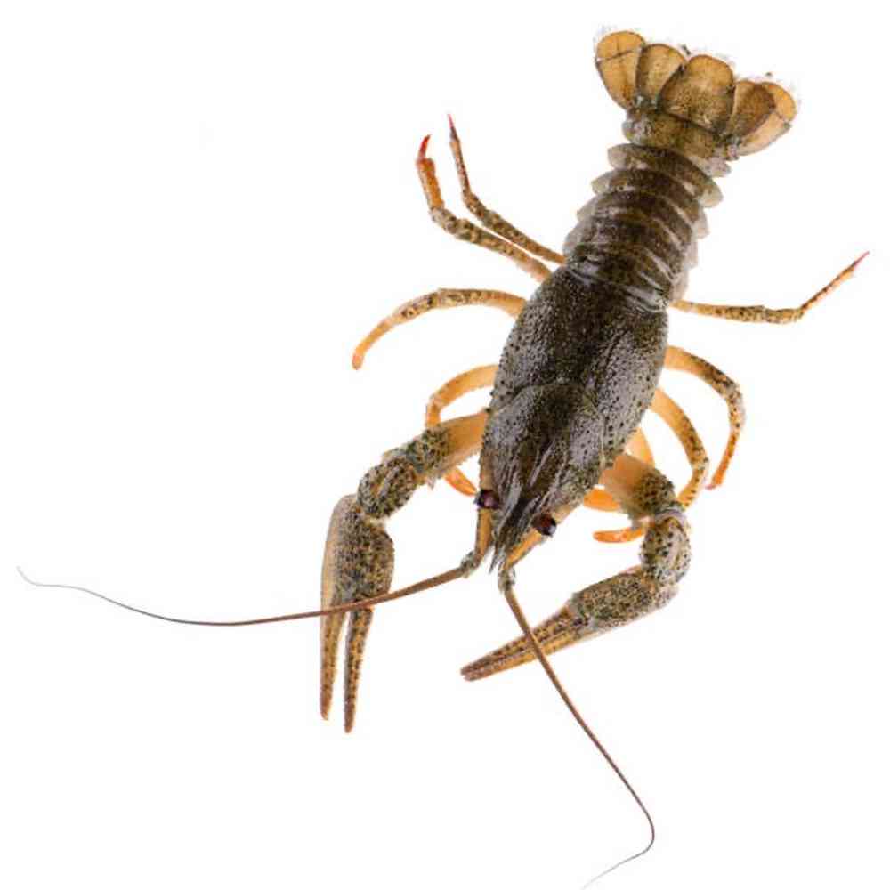 Feeder Crayfish image