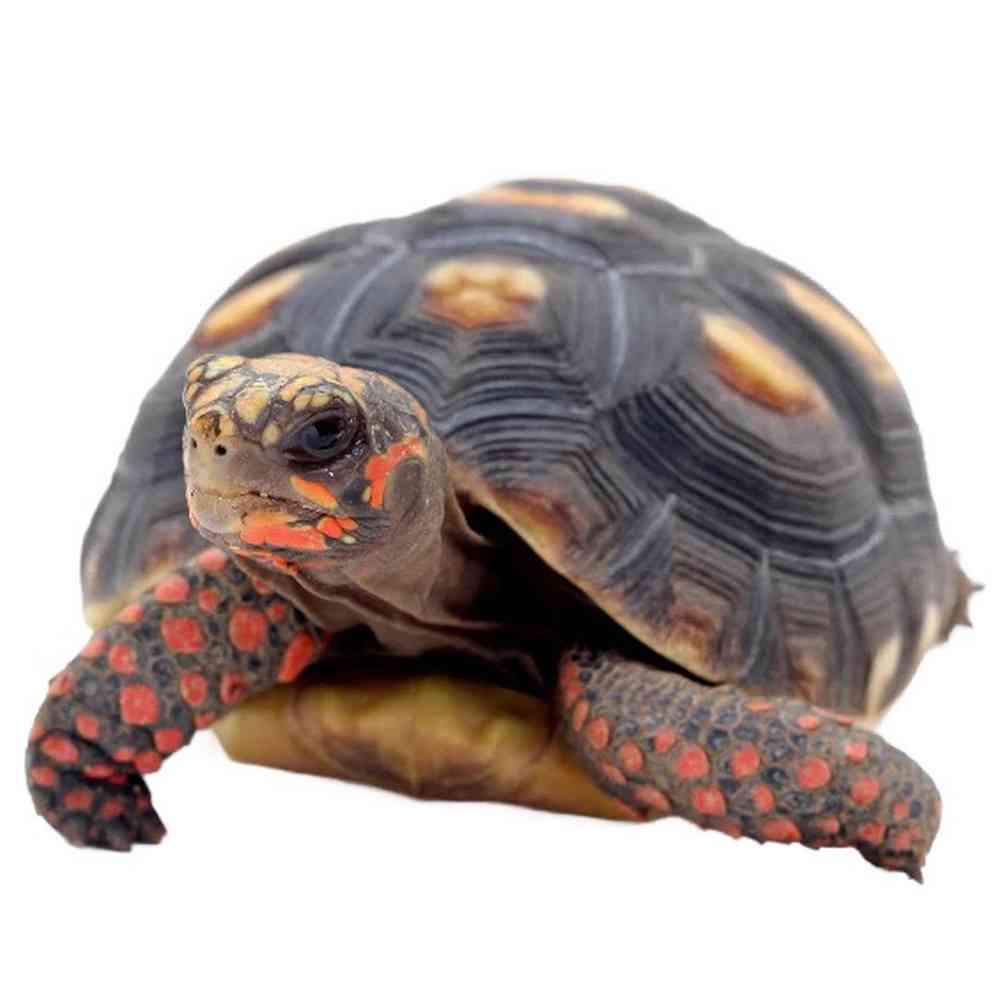 Red Foot Tortoise image