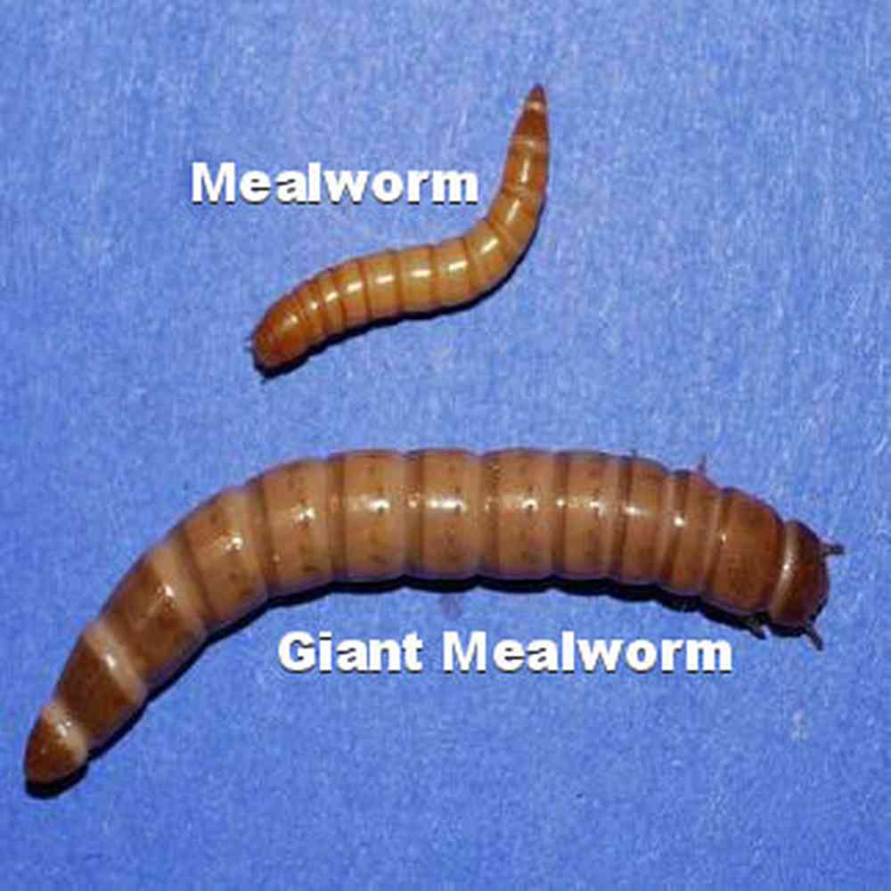 50 Giant mealworms image