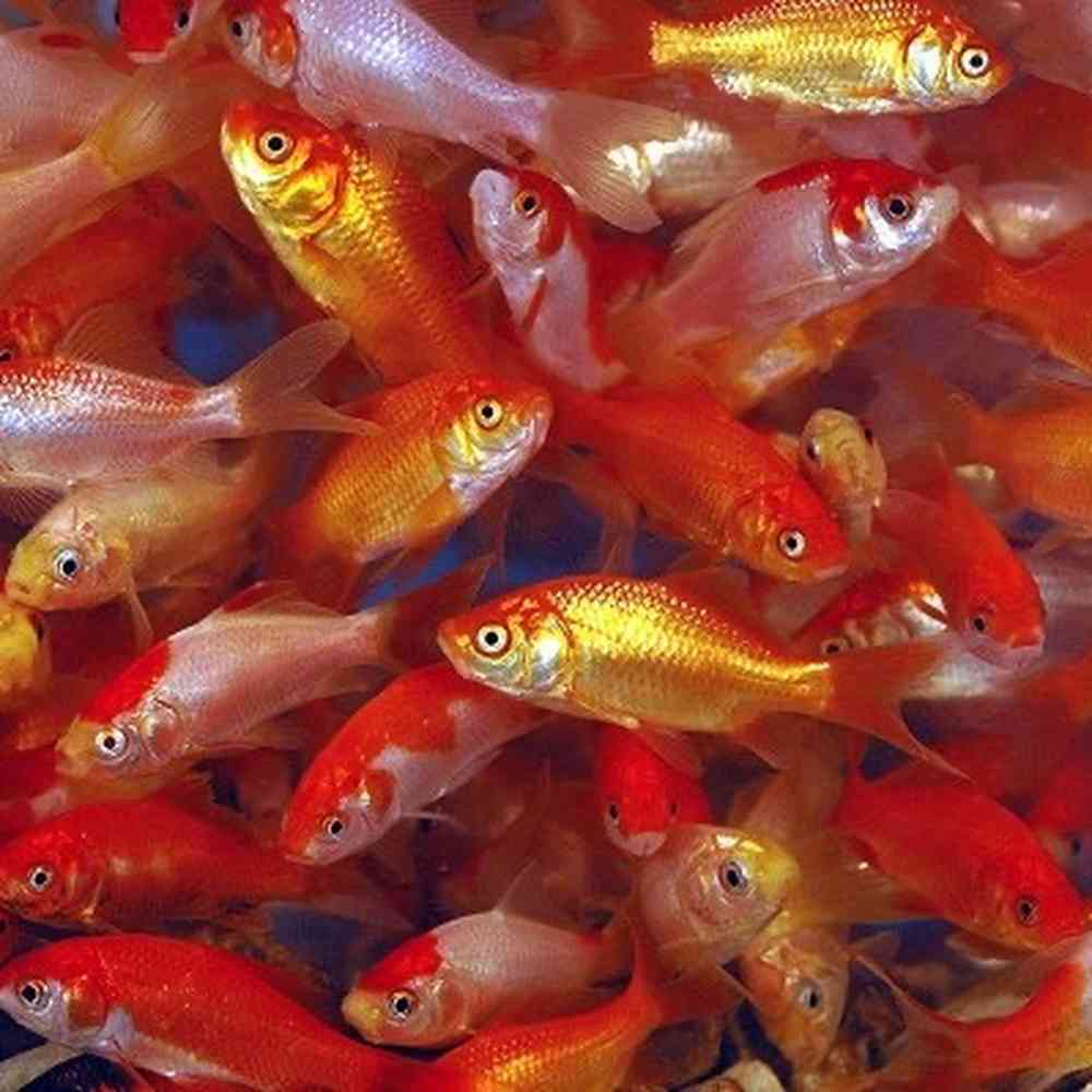 12 Large Goldfish image