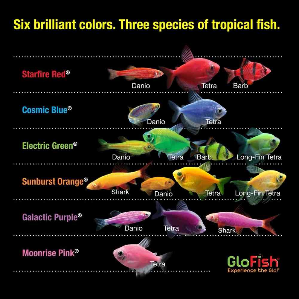 Glofish image