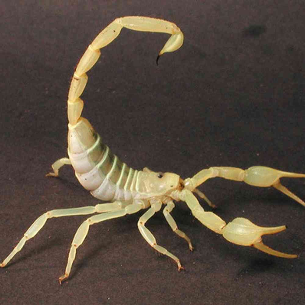 Dune Scorpion image