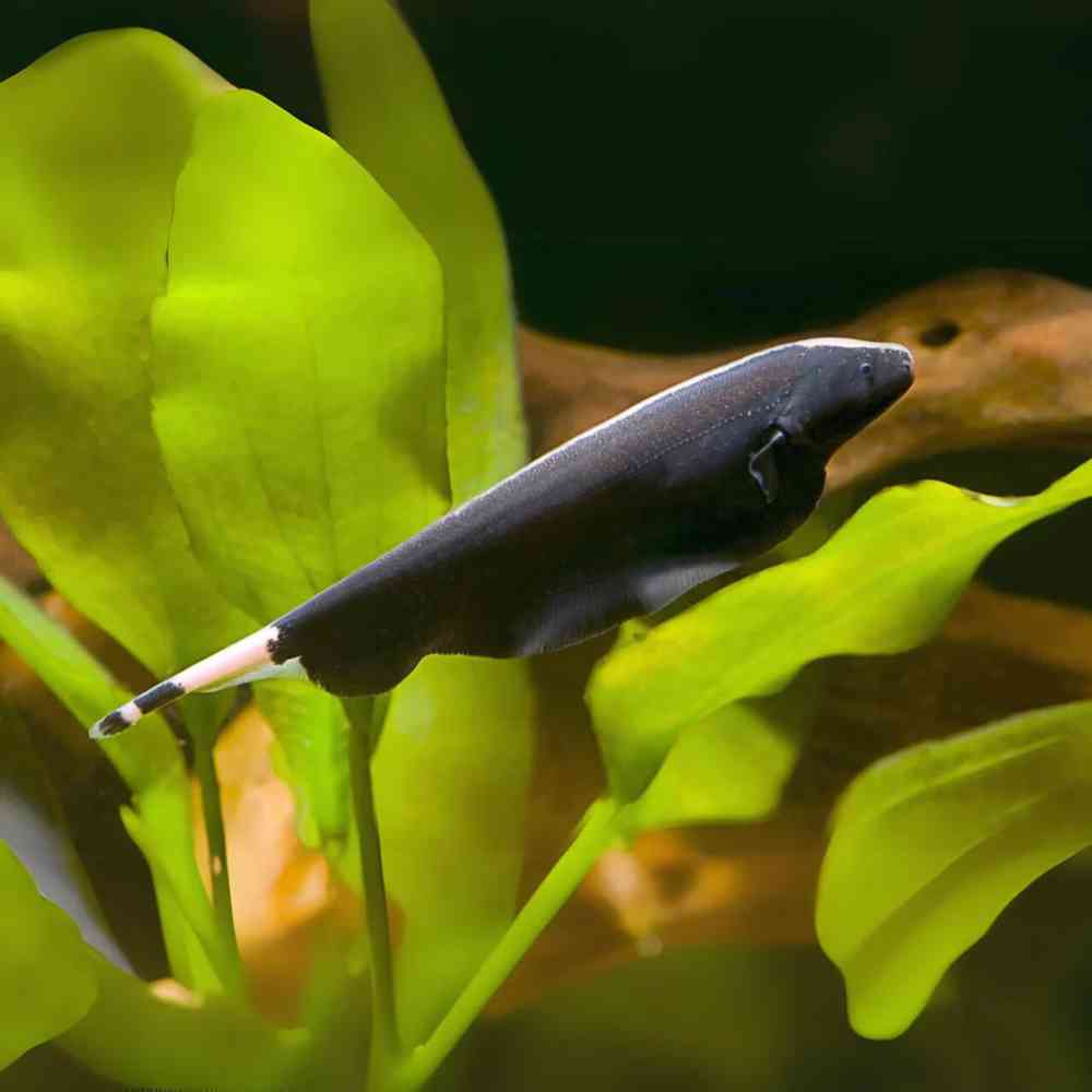 Knife Fish image