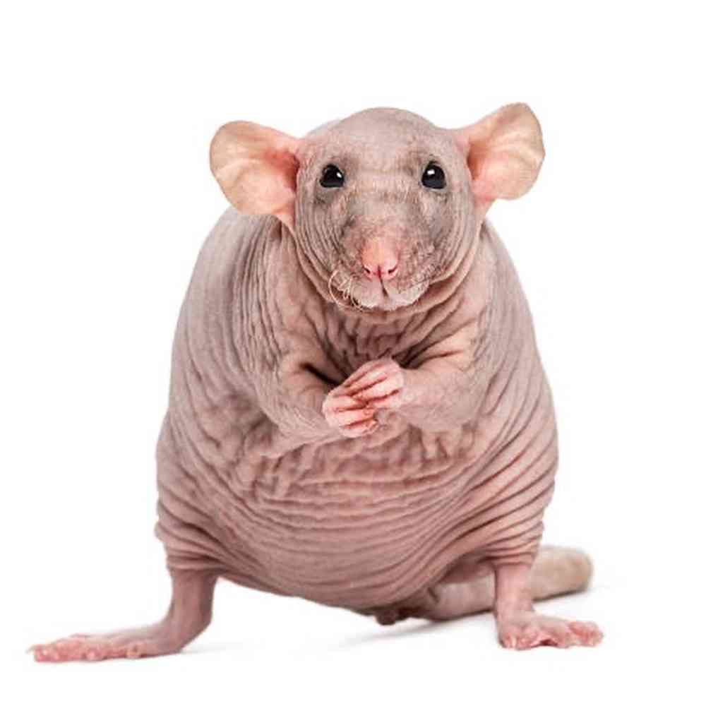 Hairless Rat image