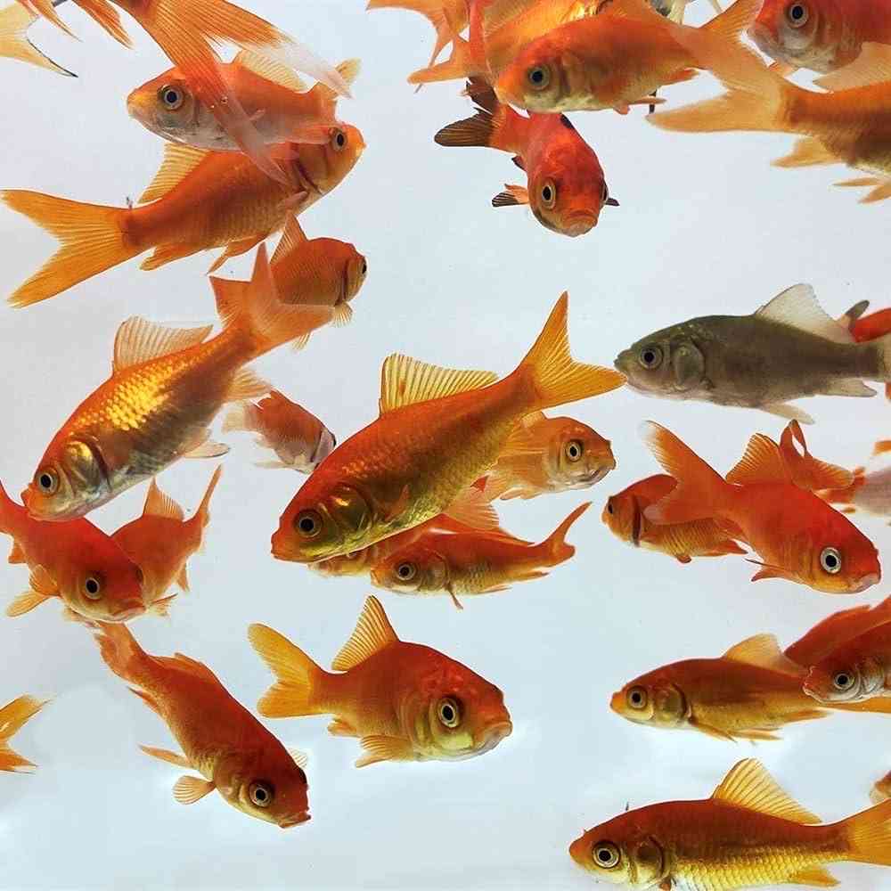 12 Small Goldfish image