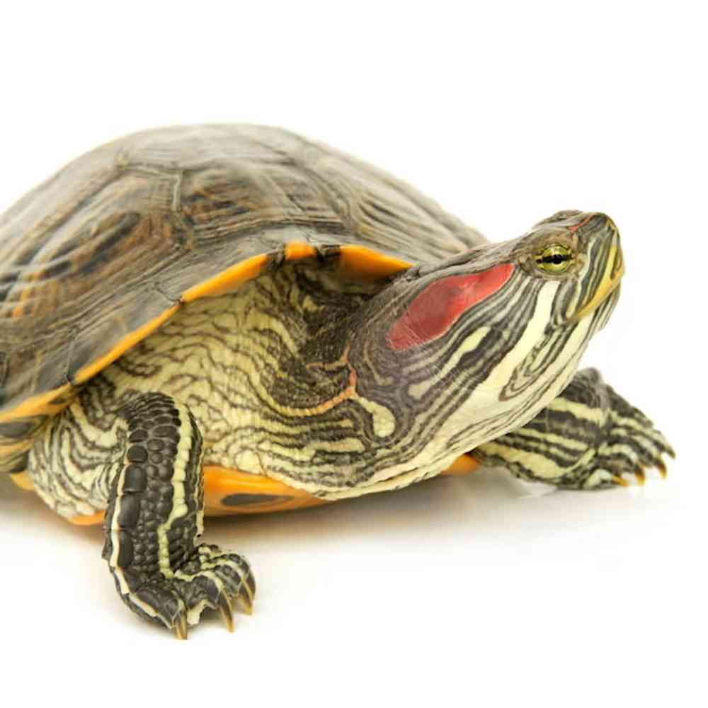 Red Ear Slider image