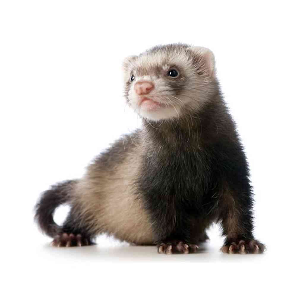 Ferret image