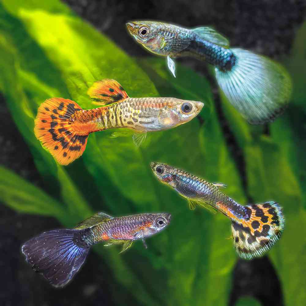 Fancy Guppy image