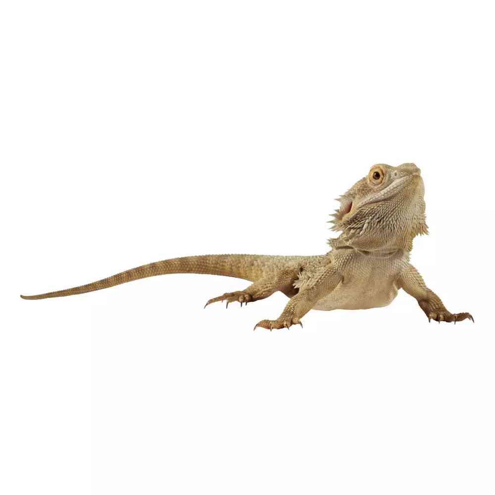 Bearded Dragon image