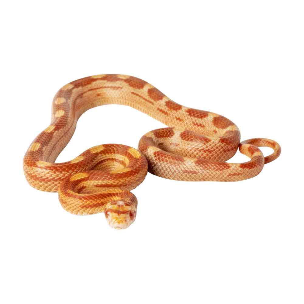 Corn Snake image