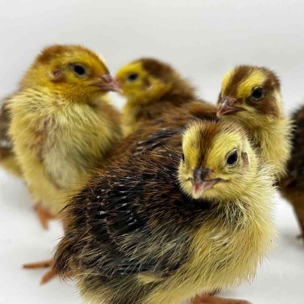 Frozen Feeder Quail image