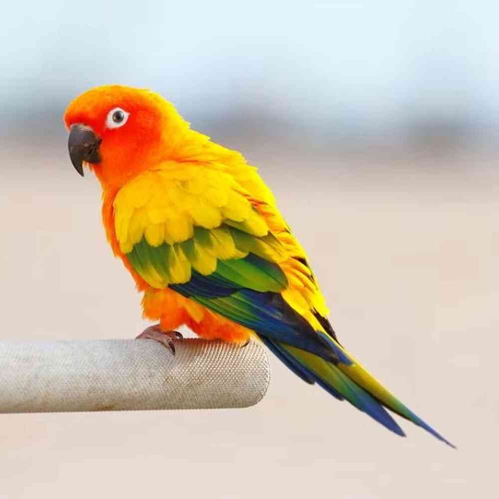 Sun Conure image