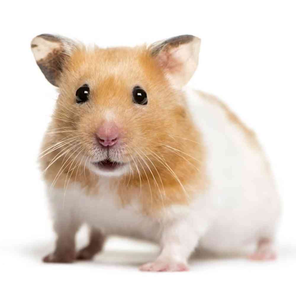 Teddy Bear Hamster image