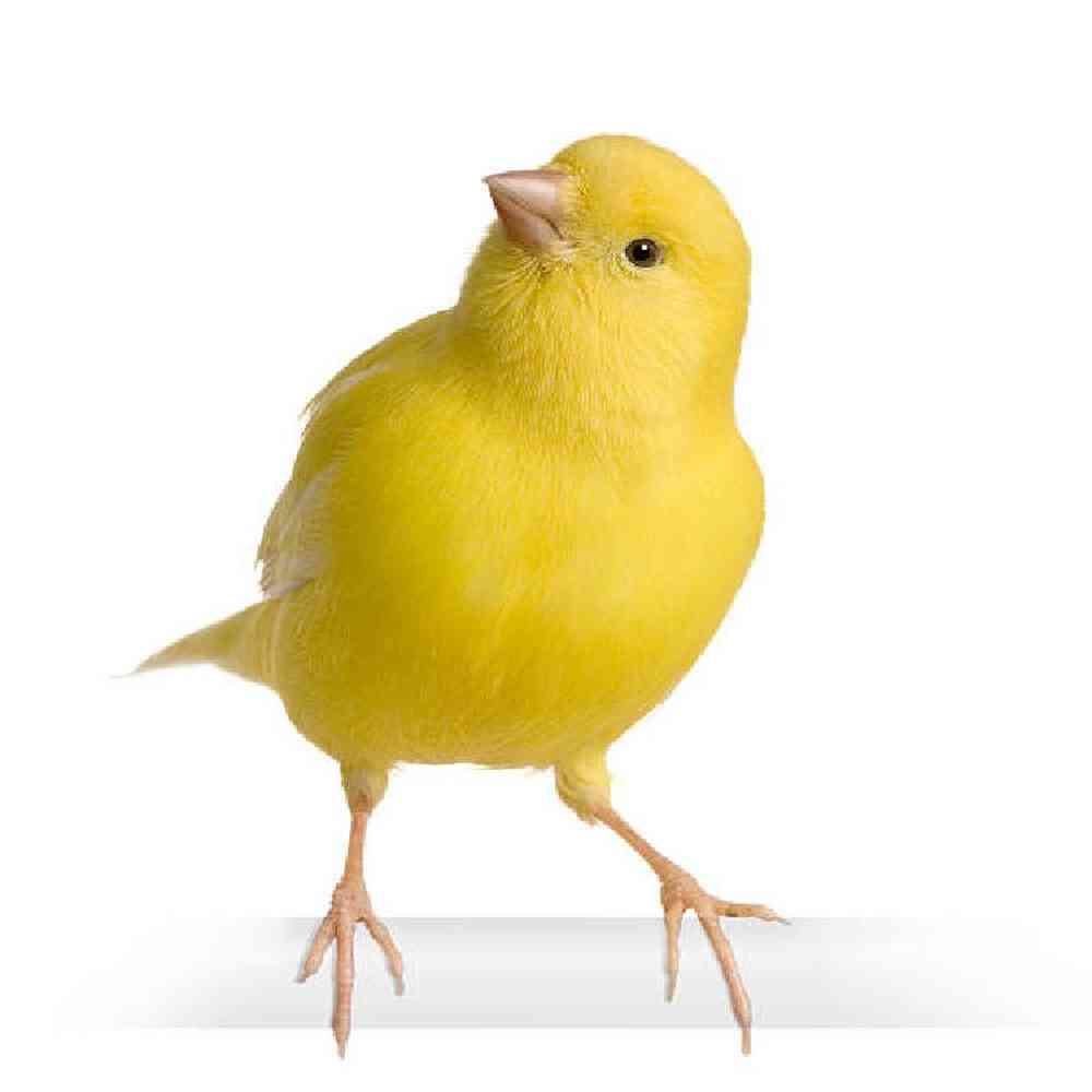 Canary image