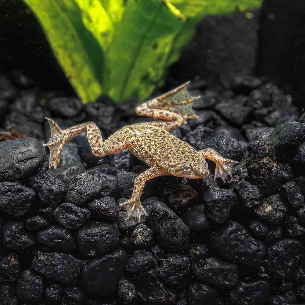 African Dwarf Frog image