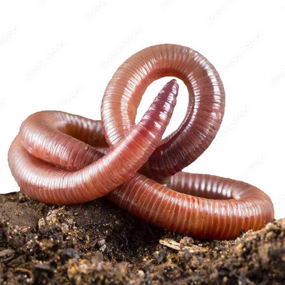 Red wigglers image