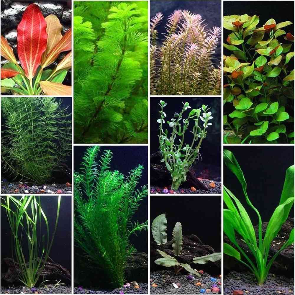 Live Aquatic Plants image