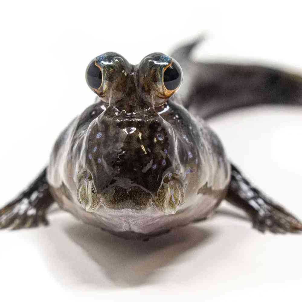 Mudskipper image