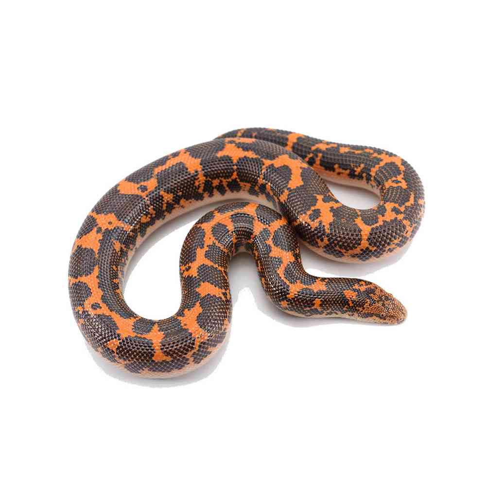 Sand Boa image