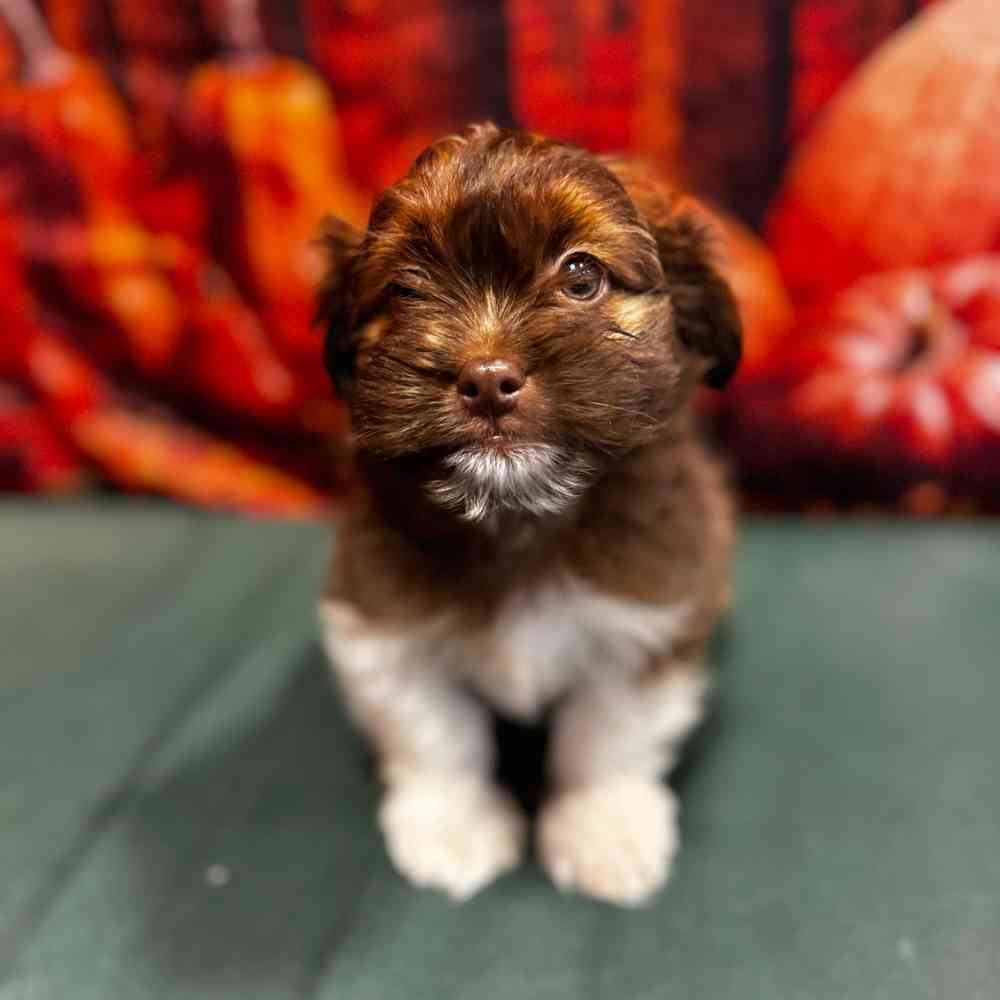 Havanese-Shih Tzu image