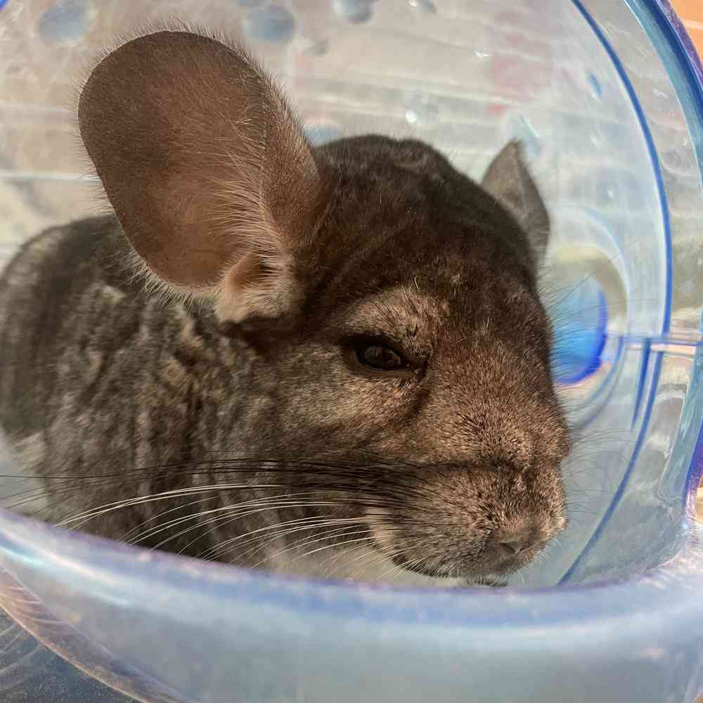 Chinchilla image