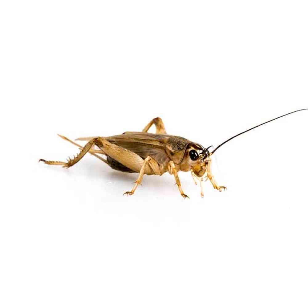 12 Crickets image