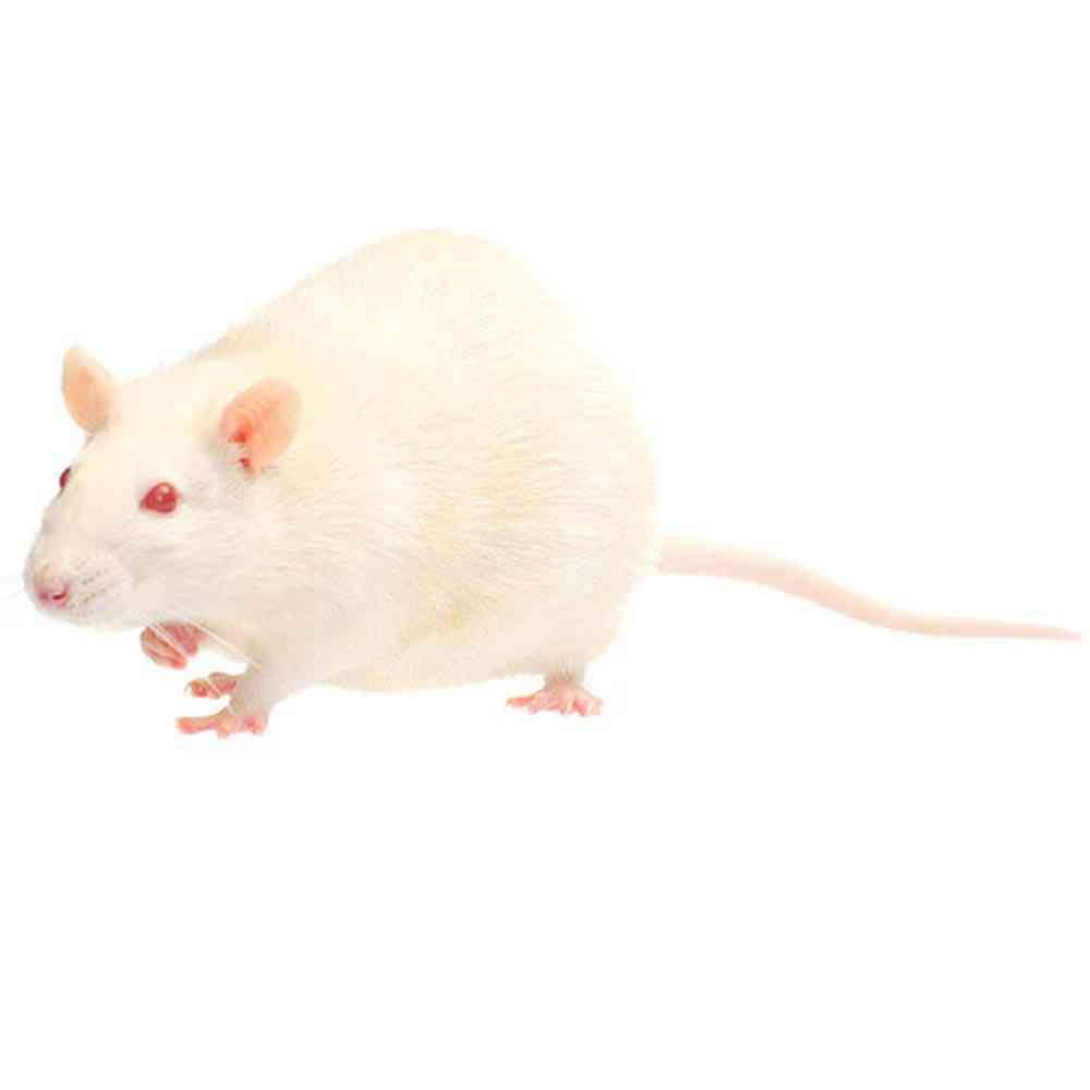 Live/Frozen Jumbo Rat image