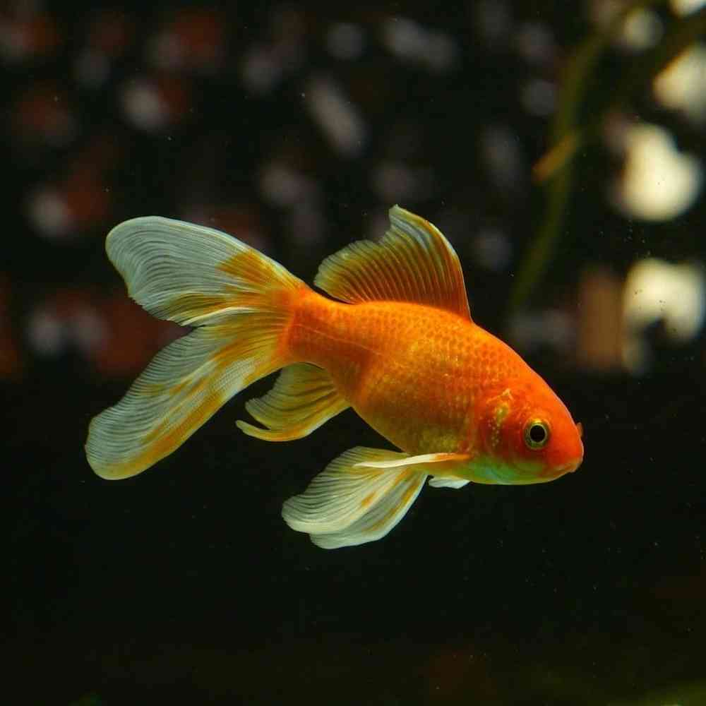 Fancy Goldfish image