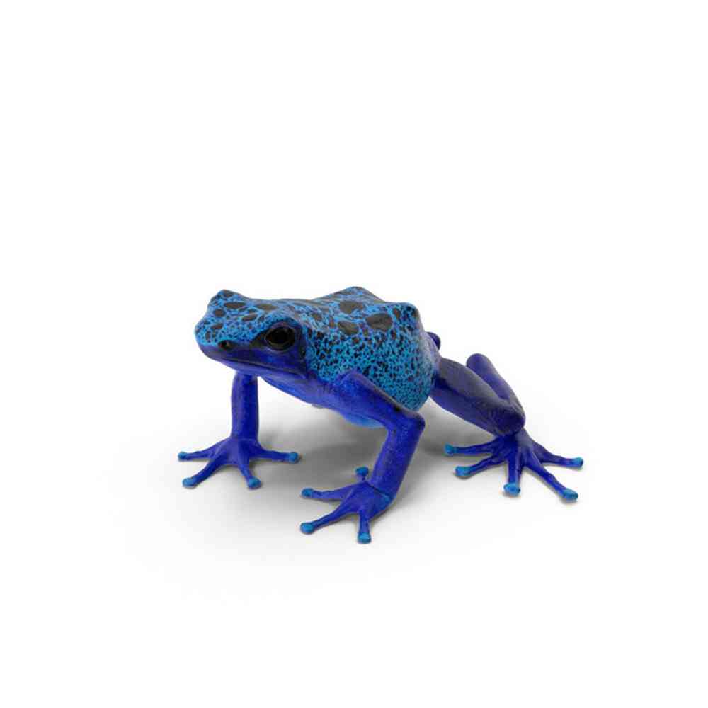 Dart Frog image