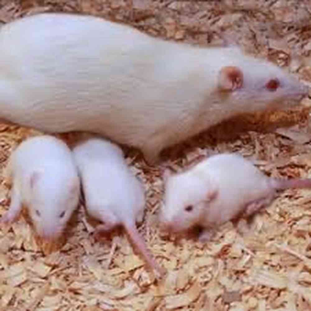 Feeder Rat Pup image