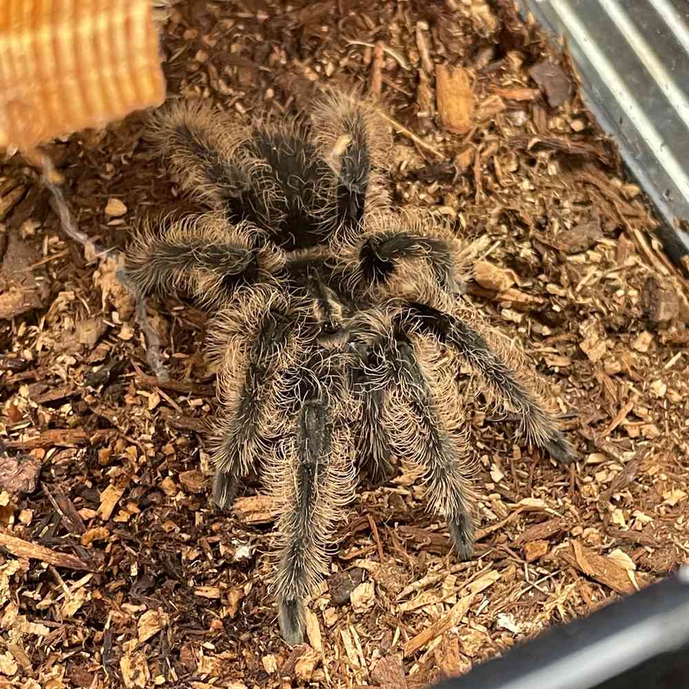 Curly Hair Tarantula image