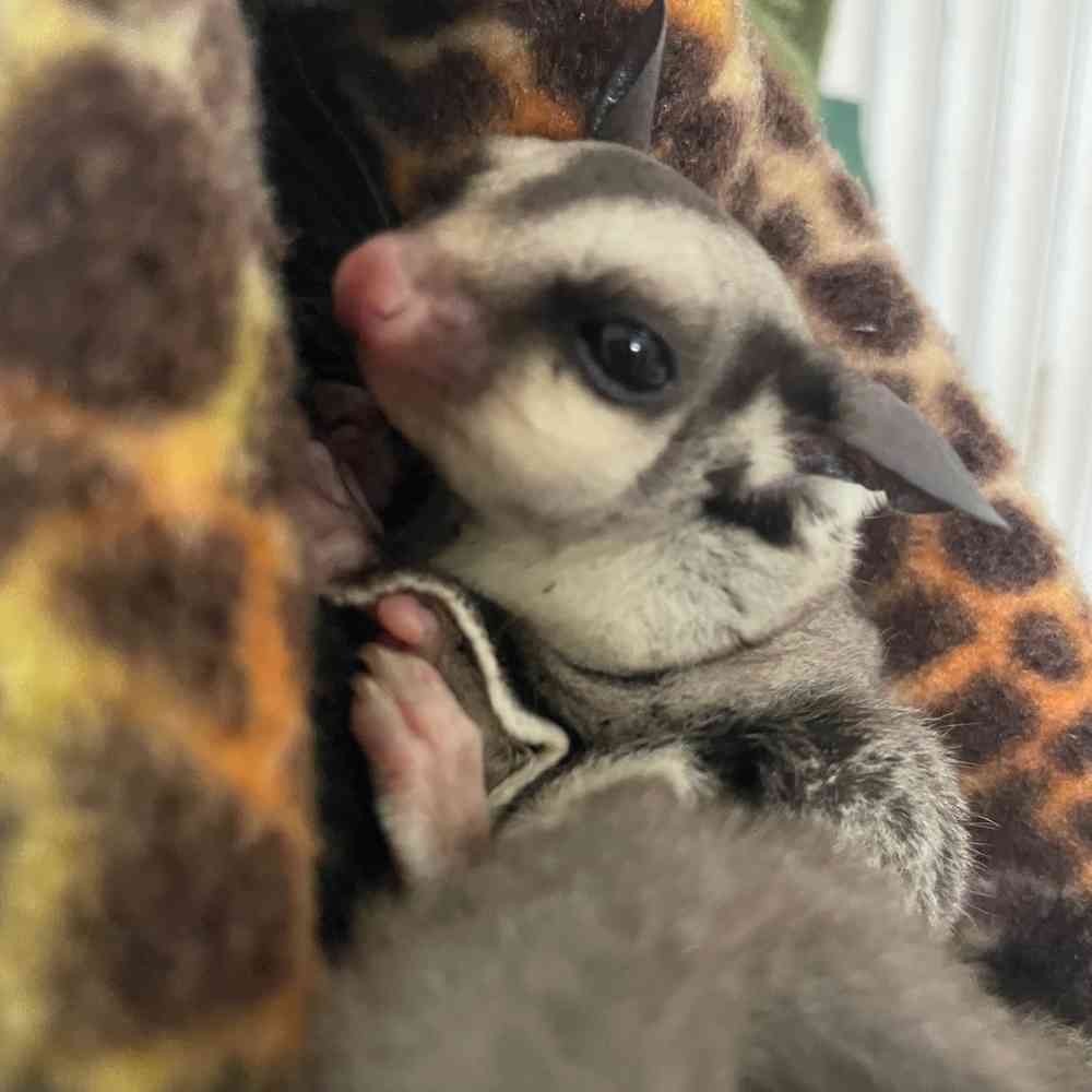 Sugar Glider image