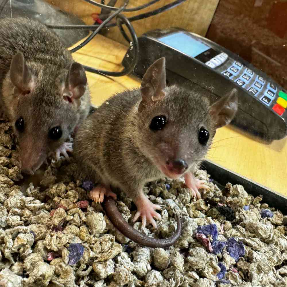 Brazilian Short Tailed Opossum image