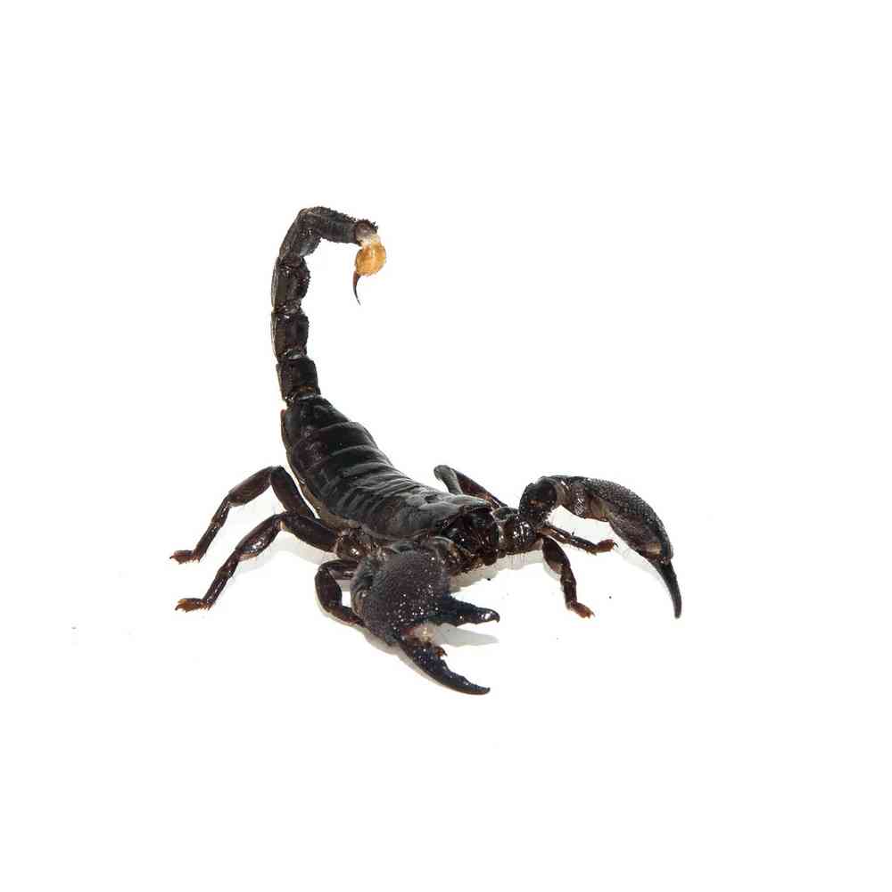 Scorpion image