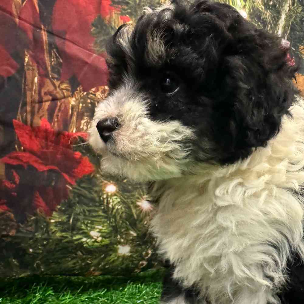 Mini Bernedoodle image