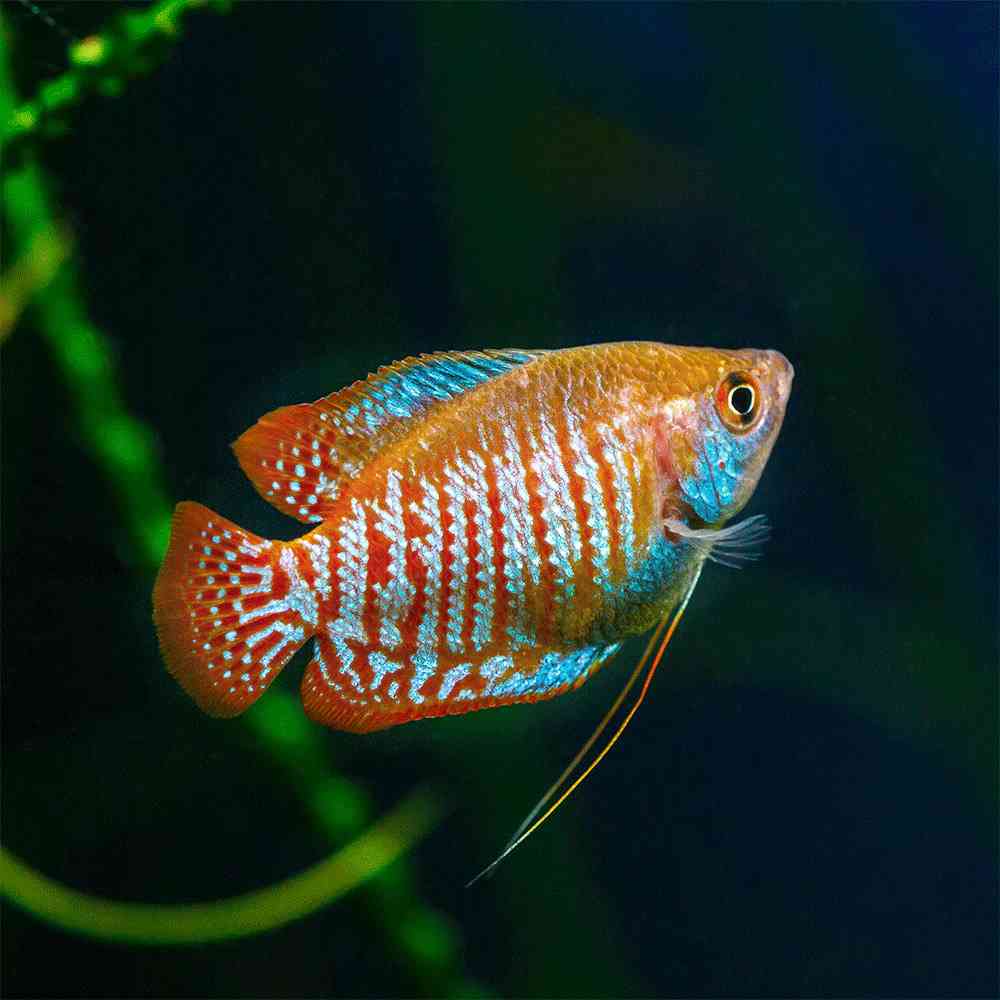 Gourami image