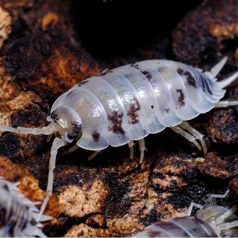 15 Isopods image