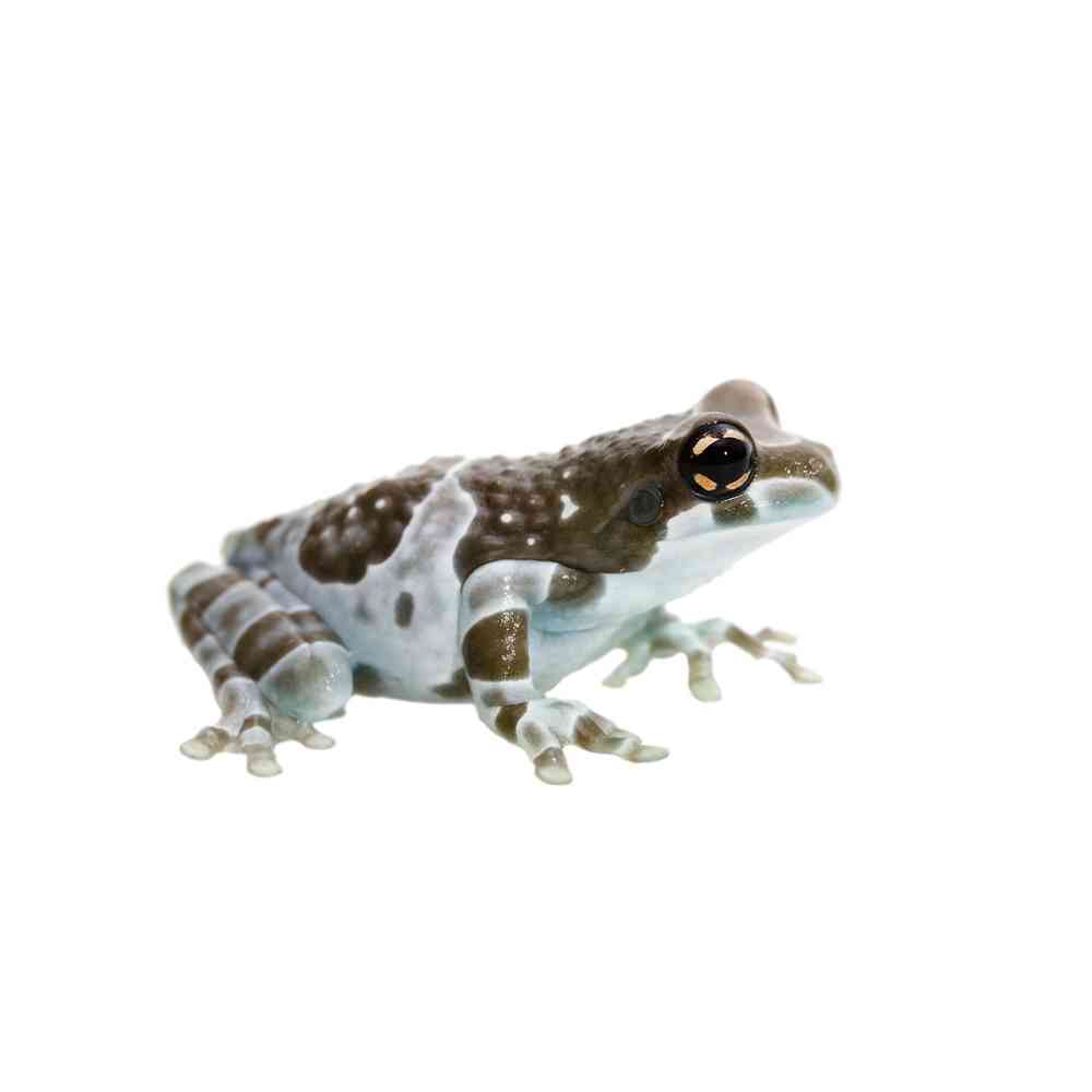 Milk Frog image